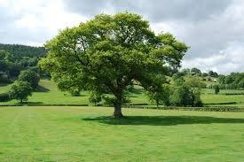 4ml Tree Injector Combination of Insecticide &amp Fungicide Containing Abamectin &amp Debacarb (Abacide Fungisol) 24 Cap Pack