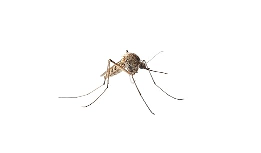 MGK OneGuard® Multi MoA Concentrate | Long-Lasting Insecticide | Professional Pest Control Product | Flea Tick Fly Cockroach Spider Scorpion Mosquito Concentrate | Gallon