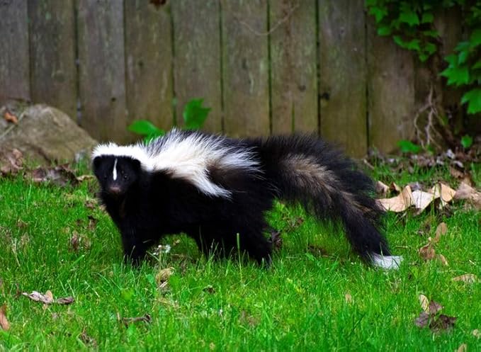 Epic Professional Skunk Scram Repellent 10LB Bag