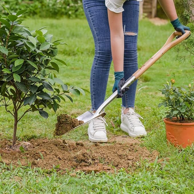 Berry&ampBird Trenching Shovel Garden Drain Spade Shovel with Wood Handle 42.5 Stainless Steel Gardening Planting Spade Heavy Duty Root Cutter Shovel Trench Shovel for Digging Transplanting &amp