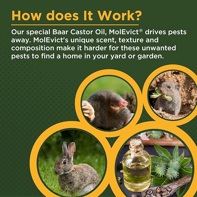 Baar Products - MolEvict Lawn Mole Castor Oil - Mole &amp Vole Repellent - Lawn &amp Garden Protection - Up to 5000 Sq. Ft. of Coverage - Safe for Use Around House &amp Plants - 32 Ounces